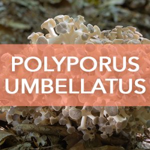 Polyporus Umbellatus Avd Reform